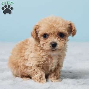 Belle, Bich-Poo Puppy